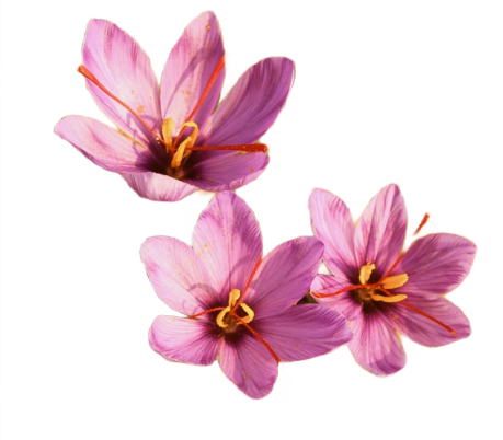 saffron-flower