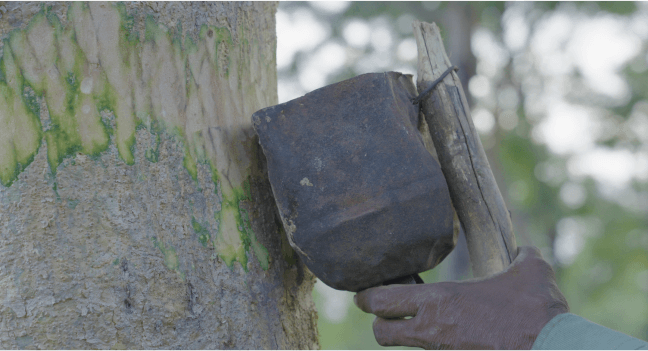 Boswellia Plantation Site image 6