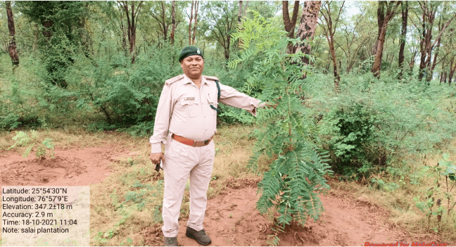 Boswellia Plantation Site 1 (7)